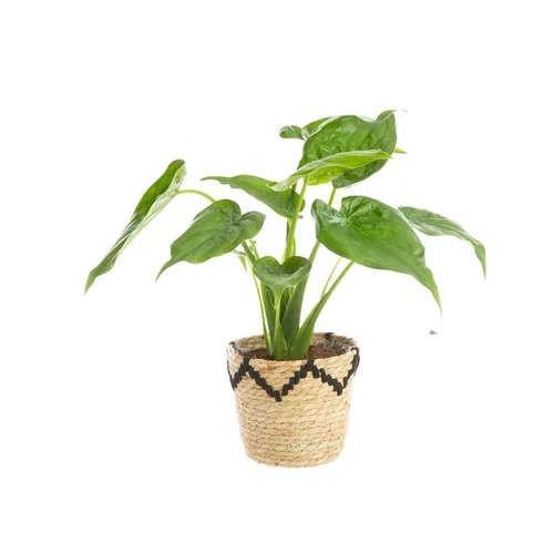 Alocasia Calidora avec cache pot en vannerie. Le pot de ø 19 cm