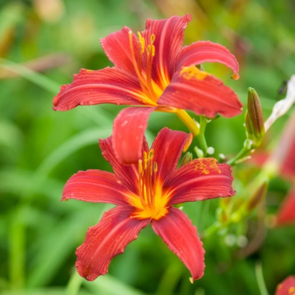 Hémérocalle Crimson Pirate Hemerocallis Crimson Pirate