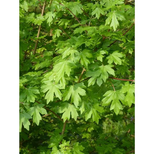 Acer Campestre (Erable champêtre) en pot de 5 L vert