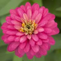 Zinnia à grandes fleurs - Le pot de 10.5 cm