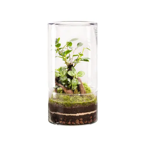 Terrarium autonome botanic® Green Tower Ginseng - Taille L Ø 15 cm H 30 cm