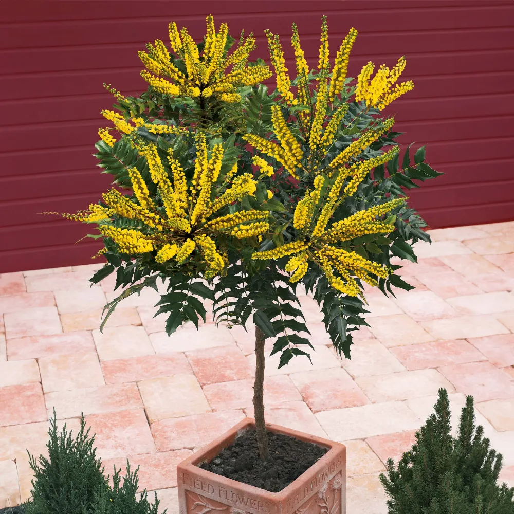 Mahonia Charity sur tige Mahonia x media charity