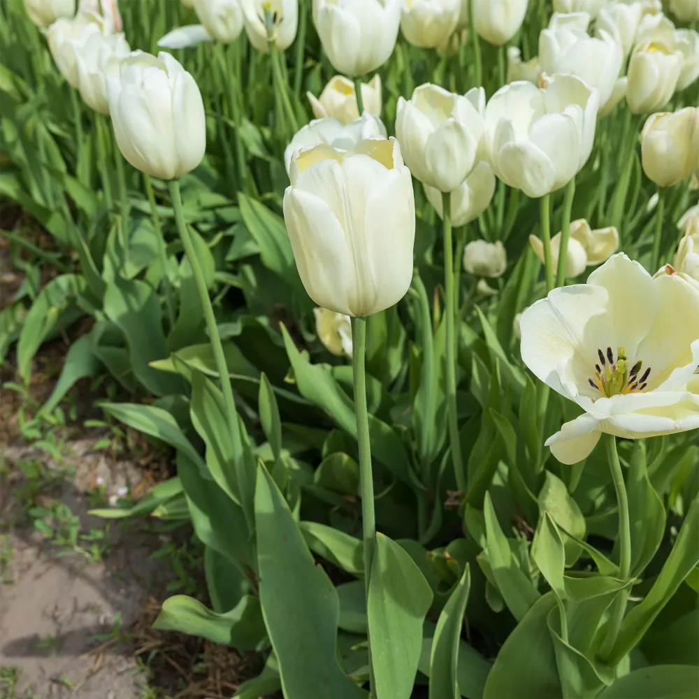 5 Tulipes longues tiges blanches Tulipa