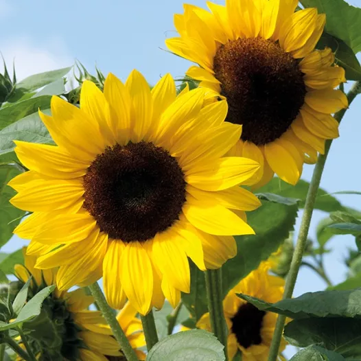Tournesol en mélange décoratif | Graines bio
