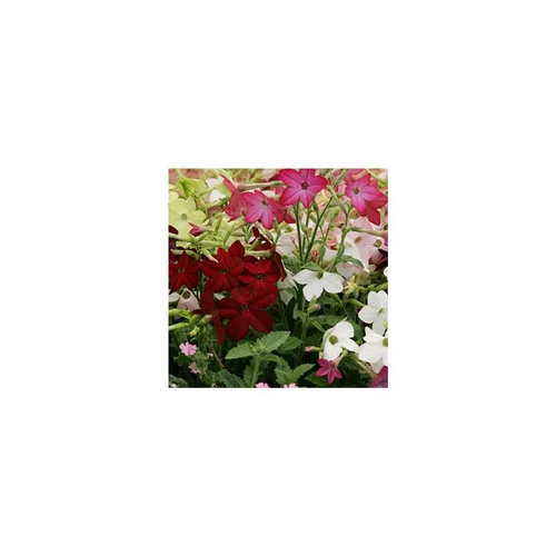 Tabac ornemental - Le pot de 12 x 12 cm