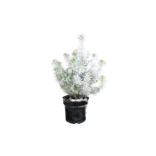 Pin floqué - Le pot de 10.5 cm