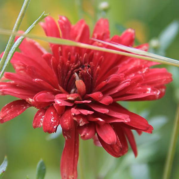 6 x Marguerite d'automne 'Duchess Of Edinburgh' | Chrysanthemum 'Duchess Of Edinburgh' – godet 9cm x 9cm