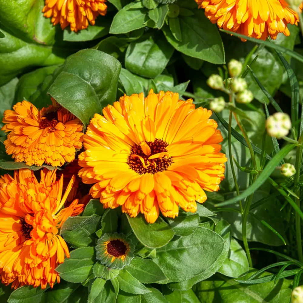 Souci double Orange Gitana Calendula officinalis orange gitana
