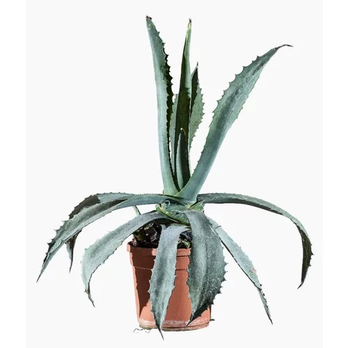 Agave Americana touffe. Le pot de 3 litres