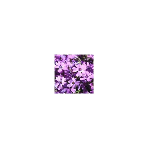 Phlox mousse - Le pot de 3 litres