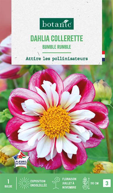Bulbe de fleurs Dalhia collerette Bumble Rumble botanic® - 1 bulbe