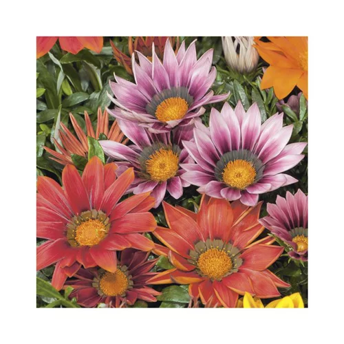 Gazania - La coupe en terre cuite