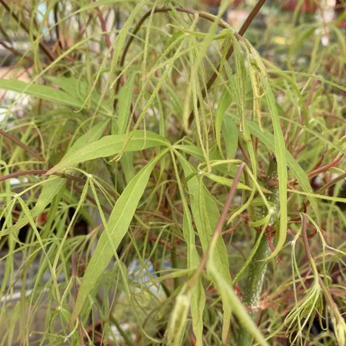 Érable du Japon Koto no Ito vert. Le pot de 5 litres, 60/80 cm