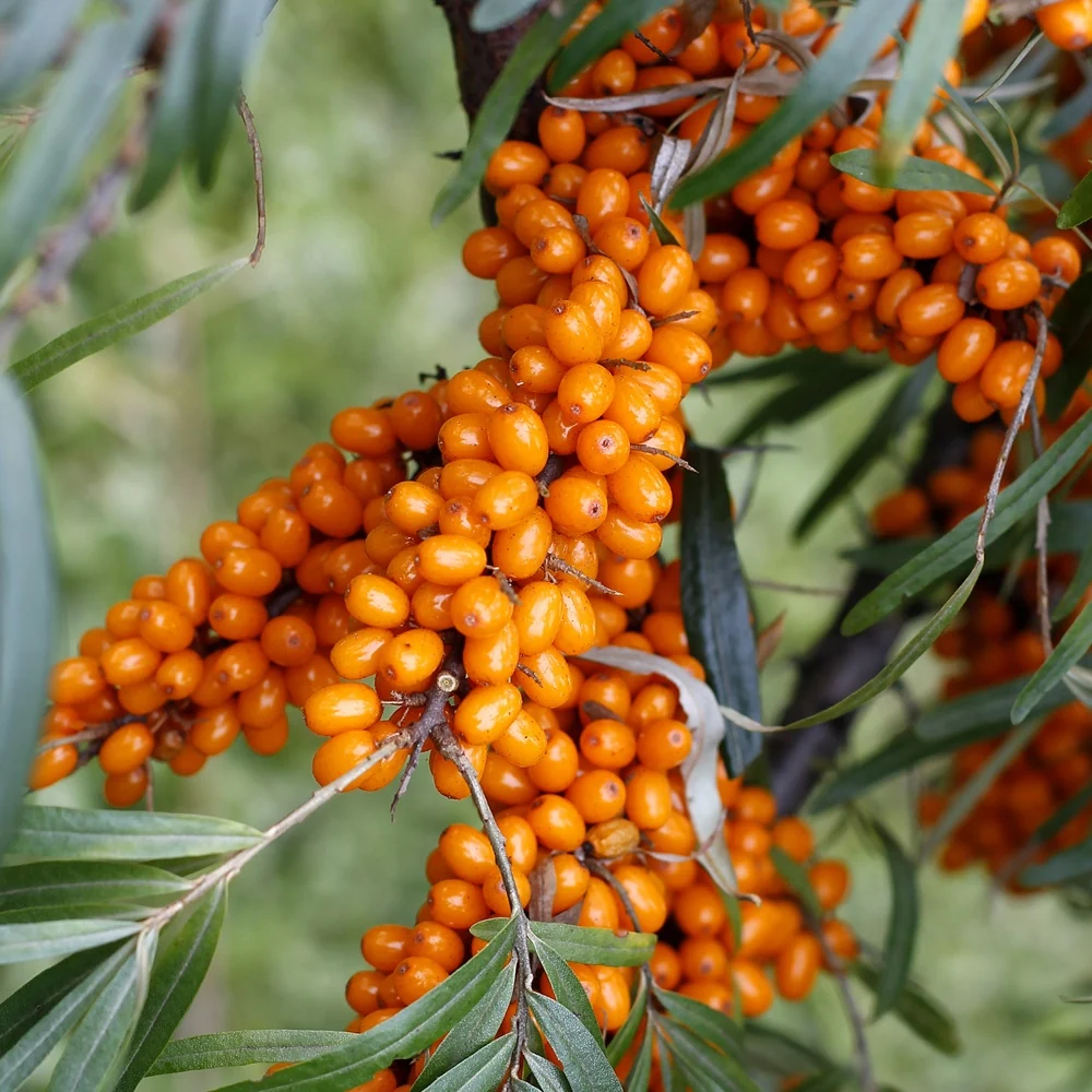 Argousier femelle Hergo Hippophae rhamnoides Hergo