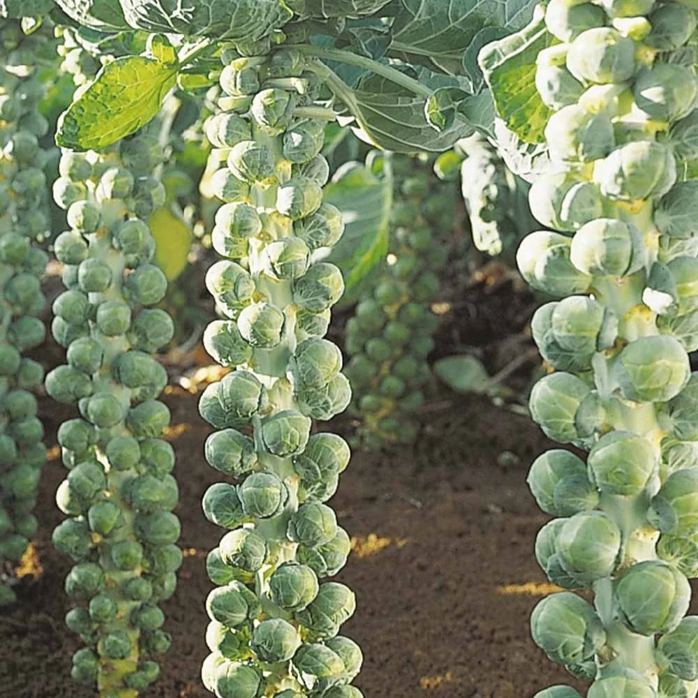 Chou de Bruxelles Igor F1 Bio Brassica oleracea igor f1