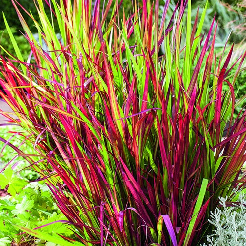 Imperata Red Baron rouge botanic®. Le pot de 2 litres