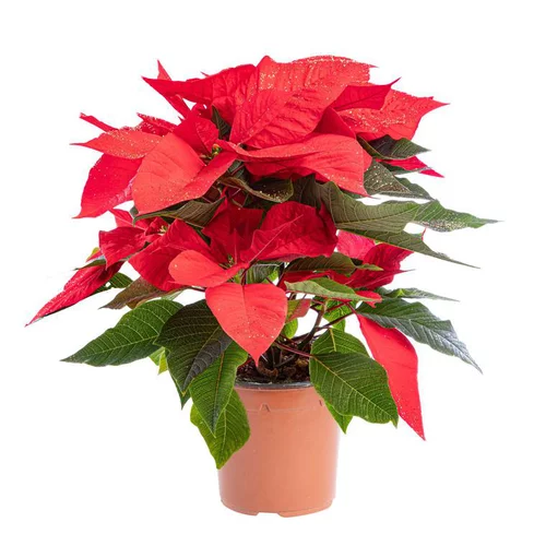 Poinsettia pailleté rouge en pot Ø 9 à 10,5 cm