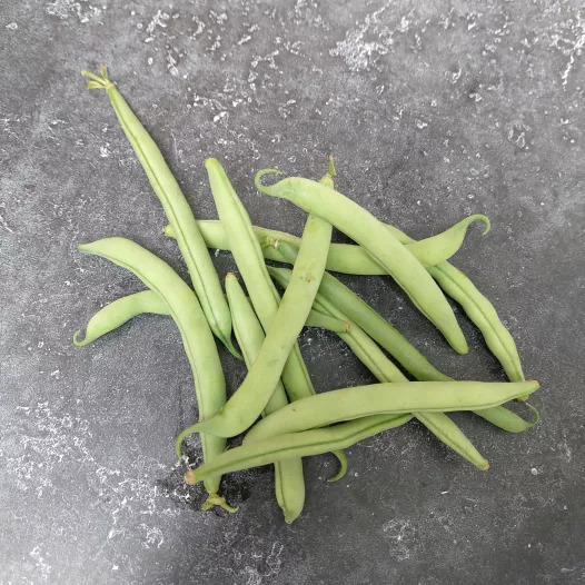 Haricot nain mangetout Prélude | Semences bio et reproductibles
