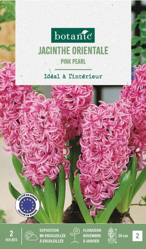 Jacinthe intérieur pink pearl botanic® - 2 bulbes