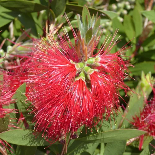 Callistemon Laevis 60/80. Le pot de 12 litres