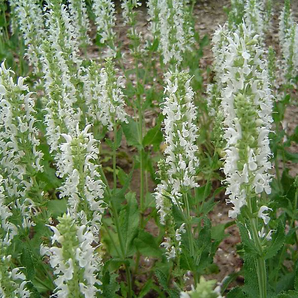 6 x Sauge nemorosa 'Schneehugel' – Salvia nemorosa 'Schneehuegel', godet 9cm x 9cm