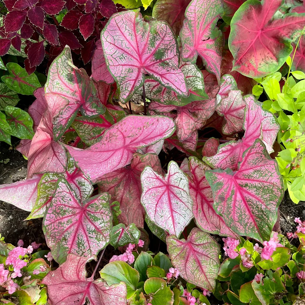 Caladium Cherry Blossom Caladium x hortulanum Cherry Blossom