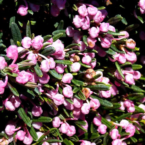 Andromeda Blue Ice rose en pot