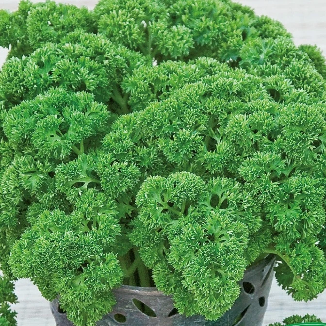 Persil nain frisée mousse Xenon Wega Petroselinum crispum
