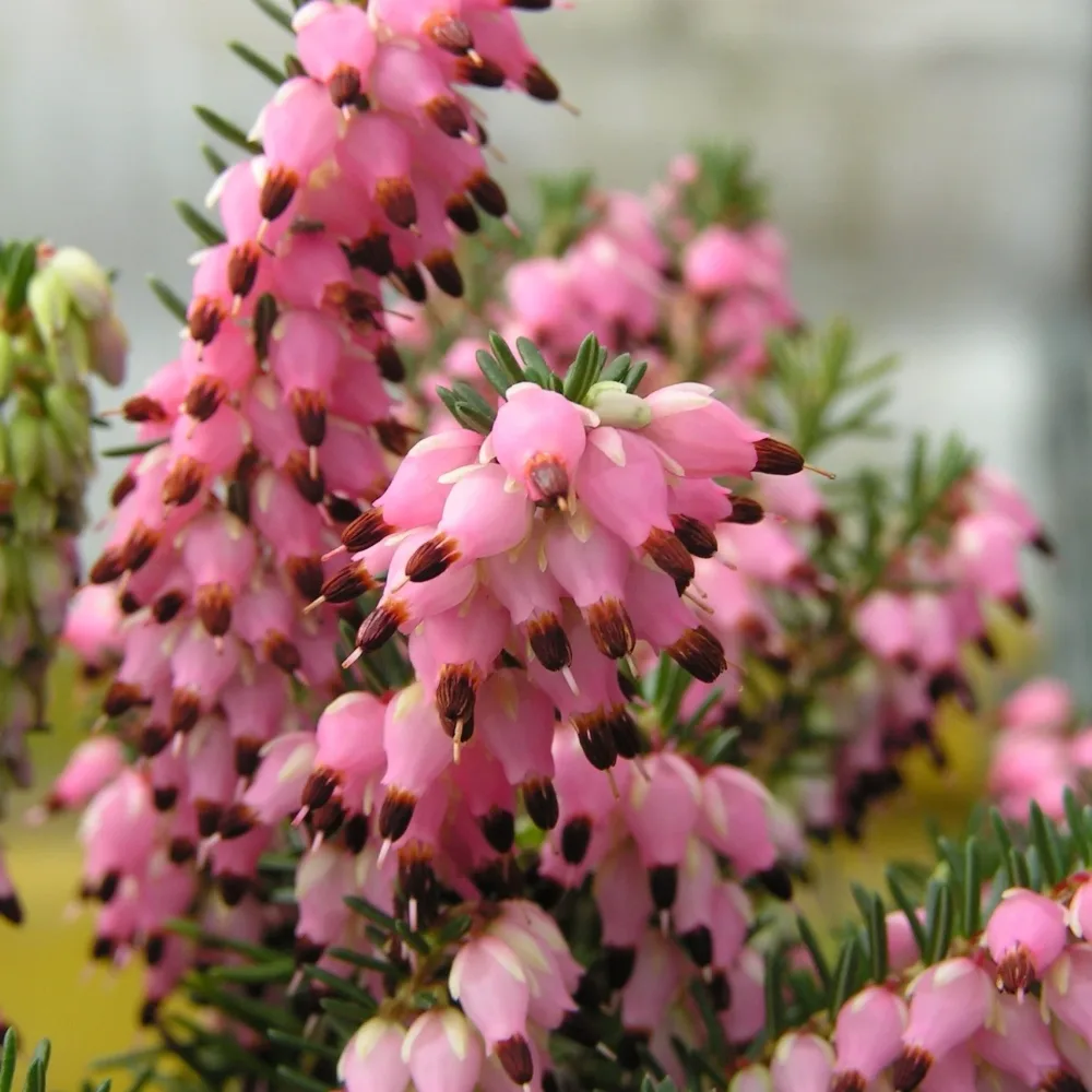 3 Bruyères d'hiver roses Erica carnea