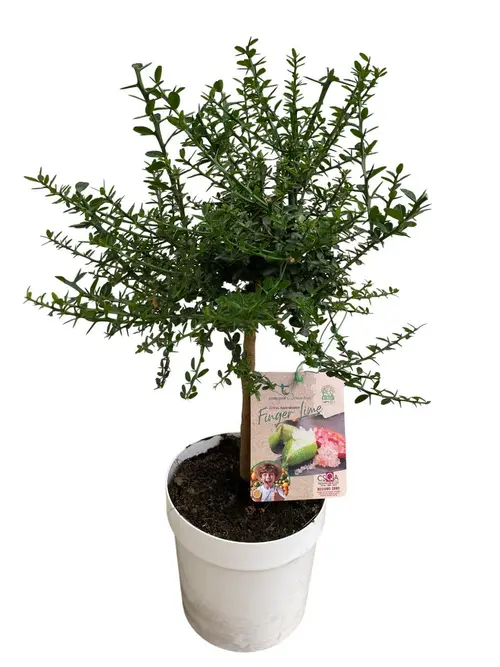Citronnier caviar rose 1/4 tige coloris jaune - 5 L