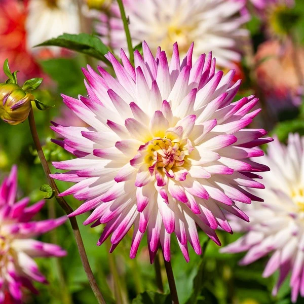 3 Dahlias cactus Haley Jane Dahlia cactus haley jane