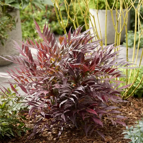 Mahonia eurybracteata Meteor. Le pot de 3,5 litres, forme globe