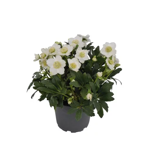 Helleborus Orientalis rose. Le pot de 1 litre