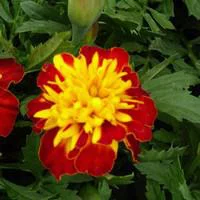Œillet d'Inde - La barquette de 6 plants