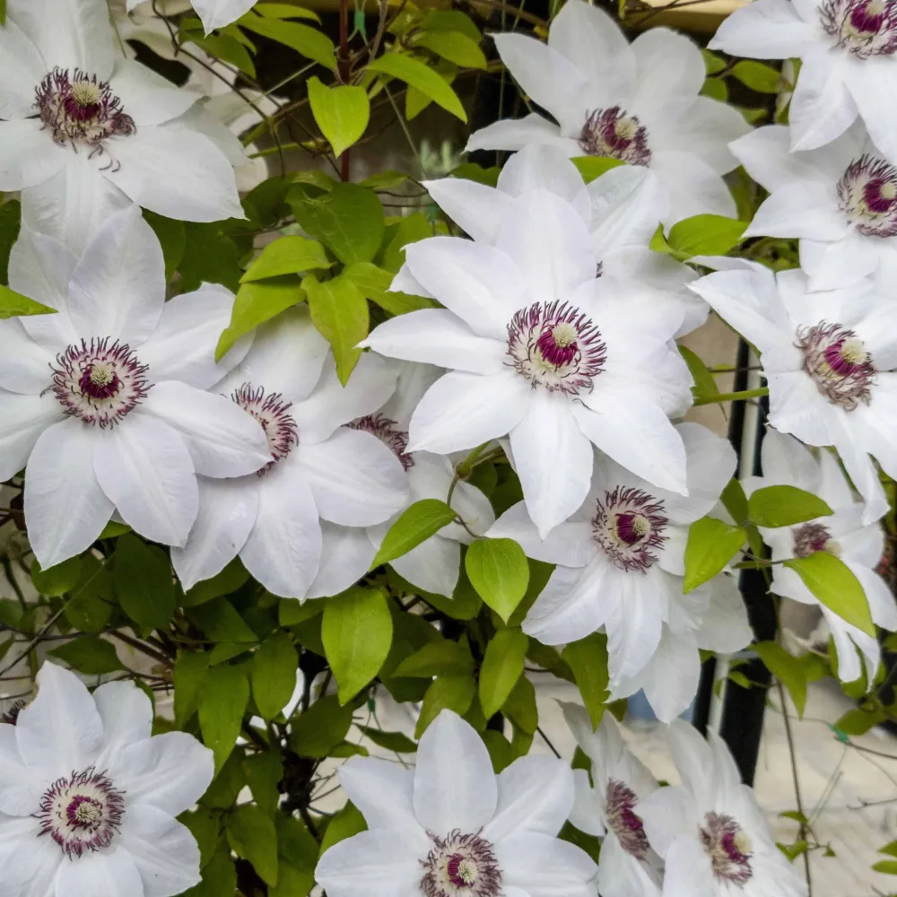 Clématite Miss Bateman Clematis miss bateman