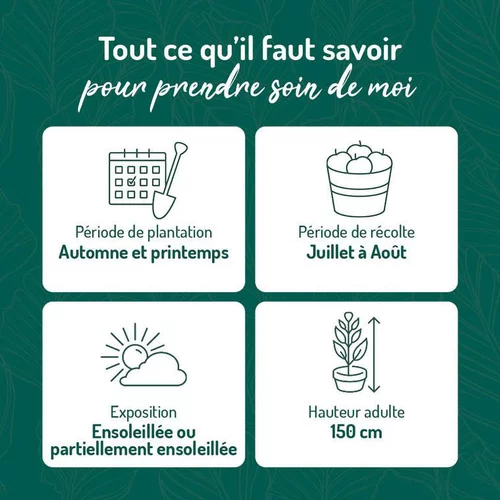Myrtille Sunshine Blue Bio. Le pot de 2 litres