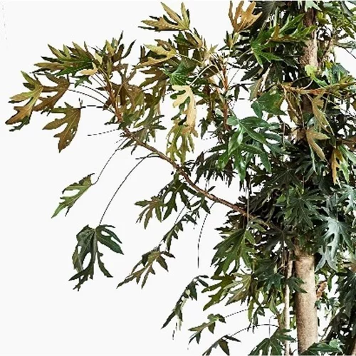 Tetrapanax Papyrifera Rex (Plante à papier de riz) en pot de 5 L vert