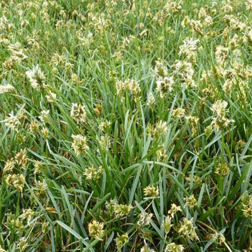 Seslérie bleue Sesleria caerulea