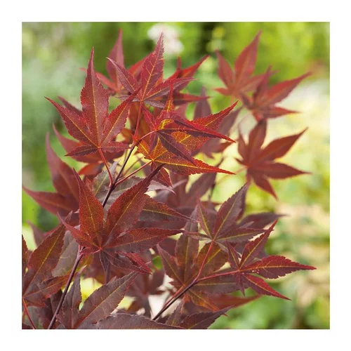 Erable du Japon (ACER PALMATUM ROUGE ) Le pot de 25 L