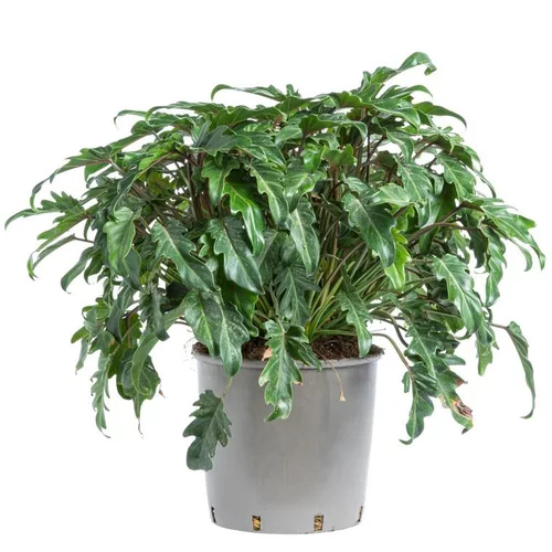 Philodendron Xanadu. Le pot de 15 litres