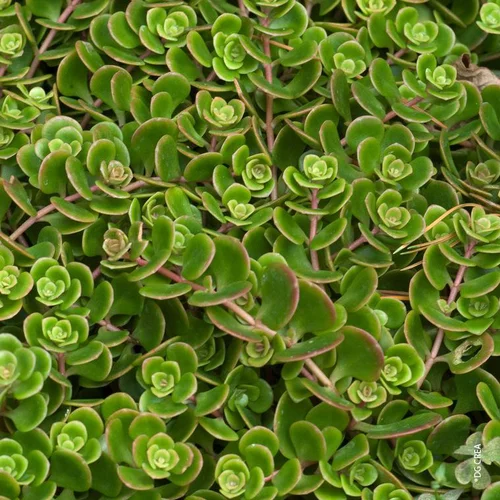 Sedum de Chine Coral Reef - Le pot de 2 litres