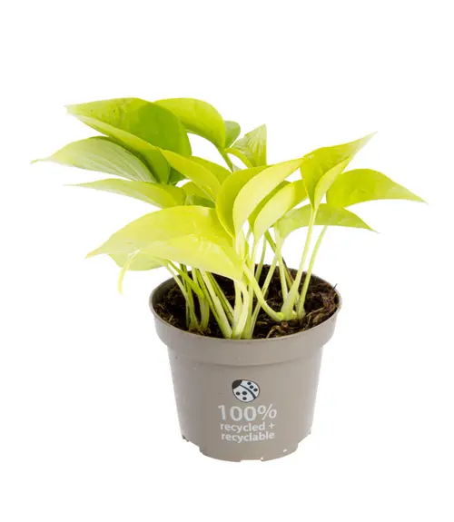 Pothos Golden jaune. Le pot Ø 12 cm
