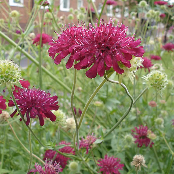 6 x Petite scabieuse de Macédoine – Knautia macedonica, godet 9cm x 9cm