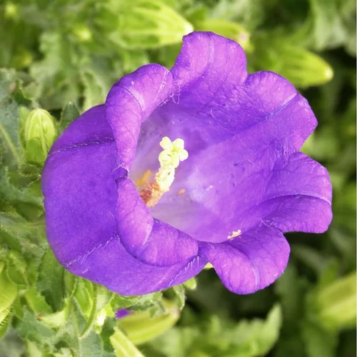 Campanule Appeal - Le pot de 1 litre