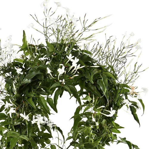 Jasminum Polyanthum - Le pot de 20 cm