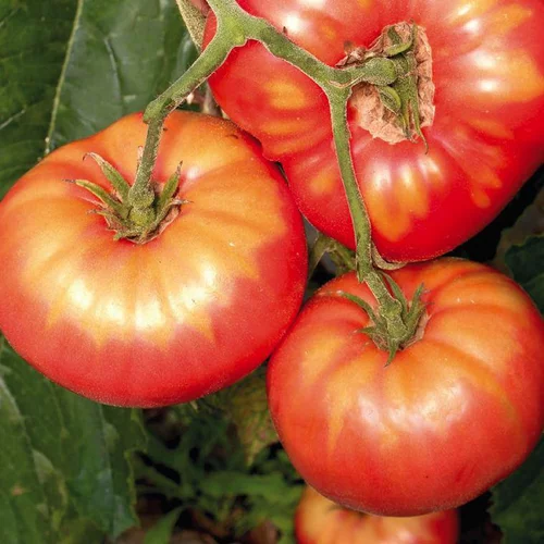 Tomate Cotelée Brandywine Bio. Le pot de 9x9 cm