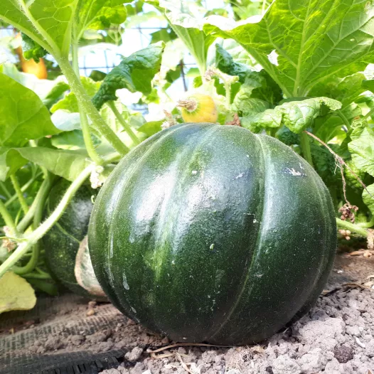 Graines bio de Melon belge du Patjottenland