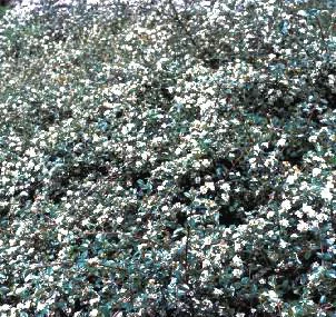 Cotoneaster Damneri Skogholmen vert en pot de 2 L