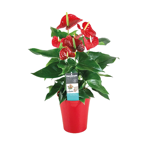 ANTHURIUM COLLECTION MIX - POT Ø12CM