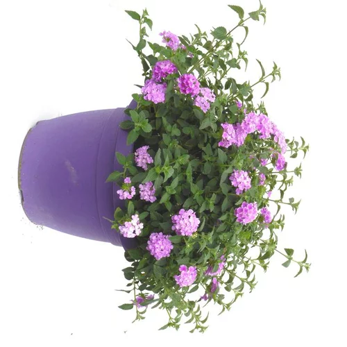Lantana. Le pot déco de 5 litres